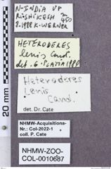 Etikette zu Heteroderes lenis (NHMW-ZOO-COL-0010687)